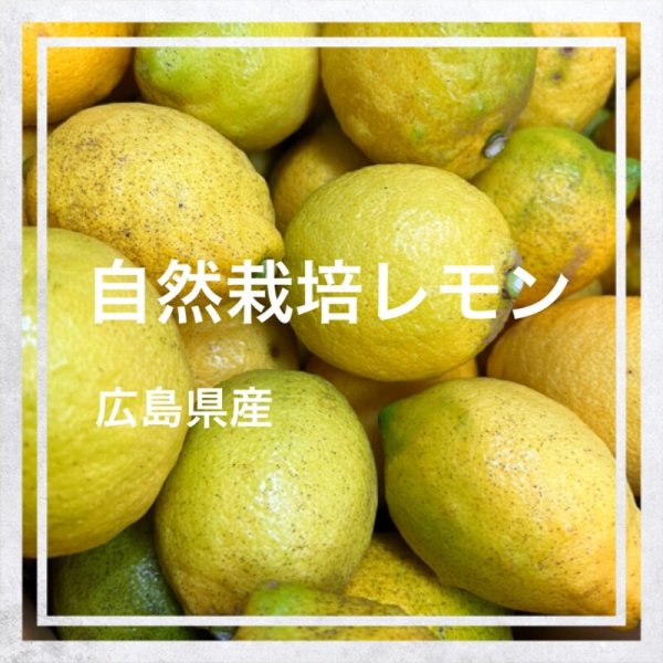 画像1: 広島県産　レモン（自然栽培） (1)